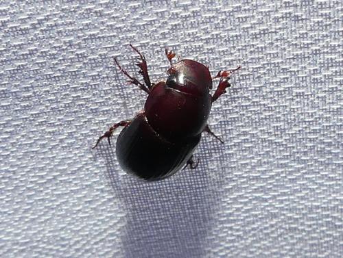 Acrossus rufipes